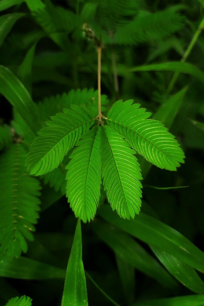 The factory for making Oxygen