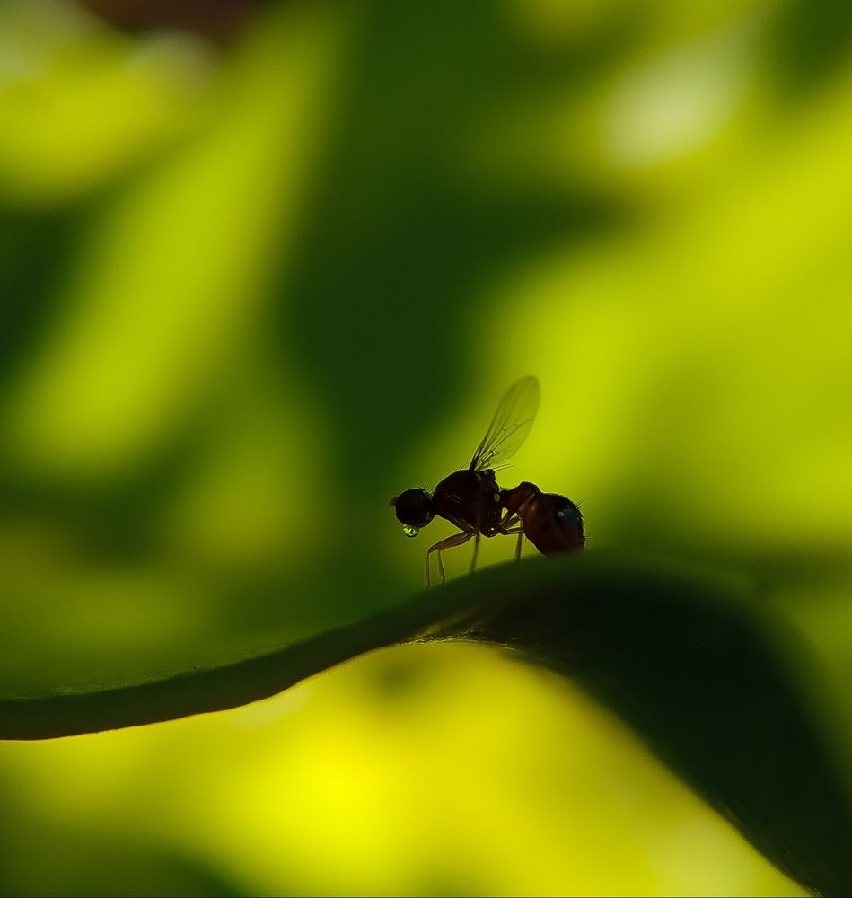 Photograph by Hasaral Abeyrathna