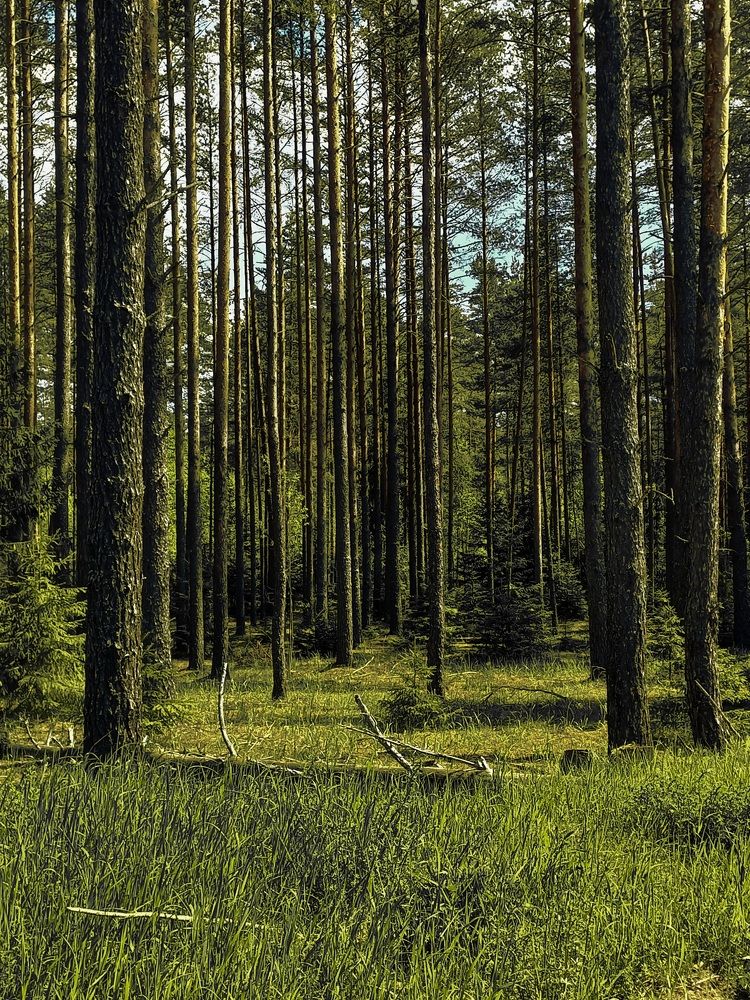 Photograph by Зоя Кулько