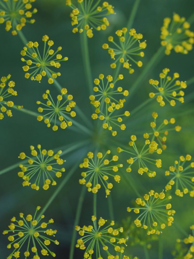 Photograph by Ирина Серегина