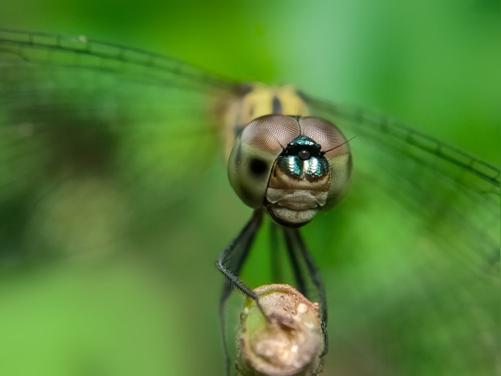 Photograph by Chayan Mondal