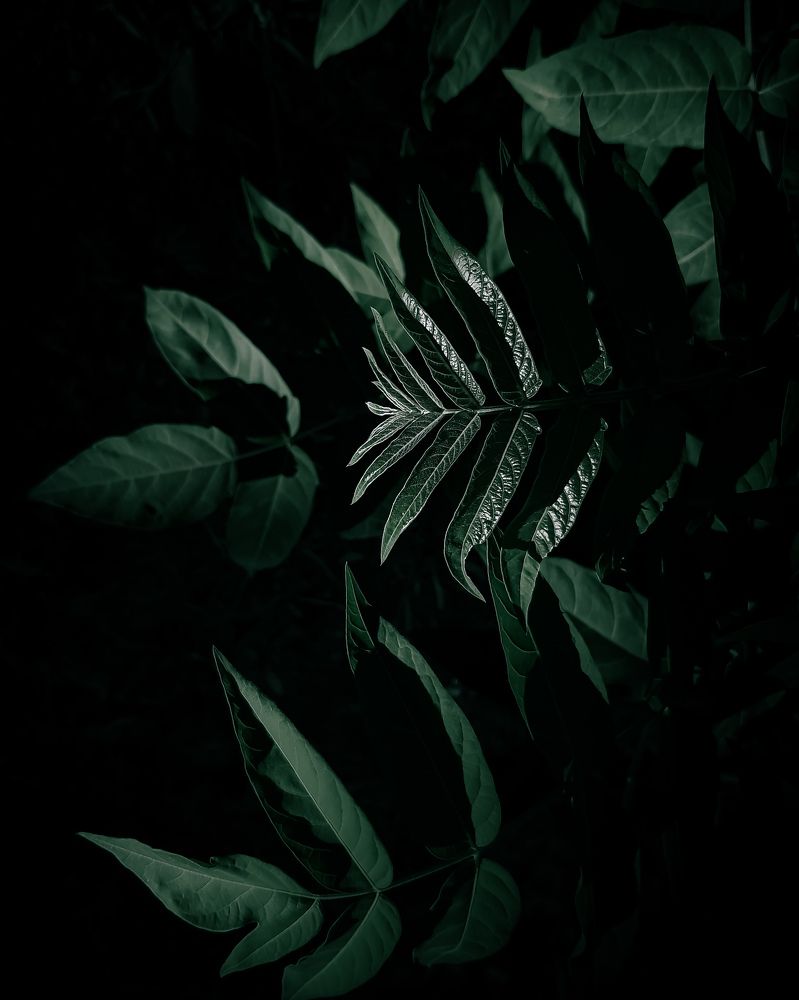 Seeking the light together