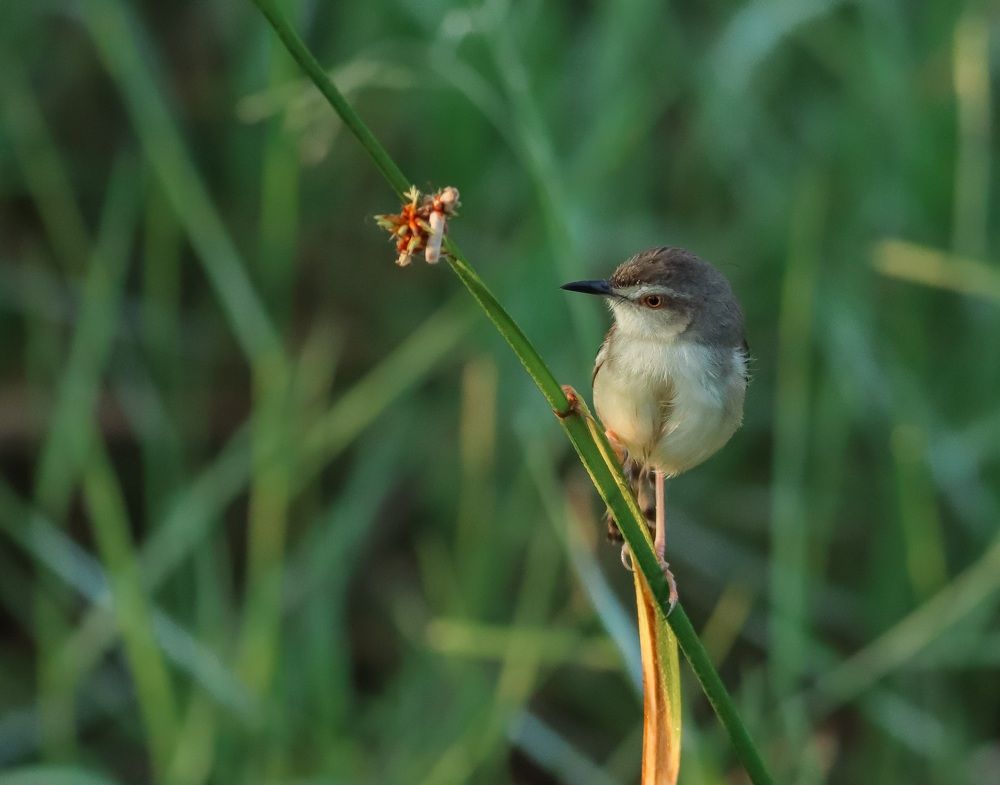 Under the morning sun