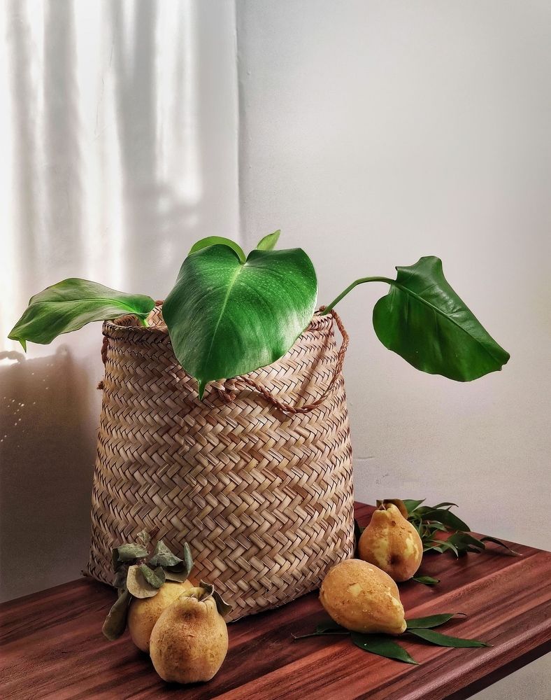 Photograph by Maryam Soleymani