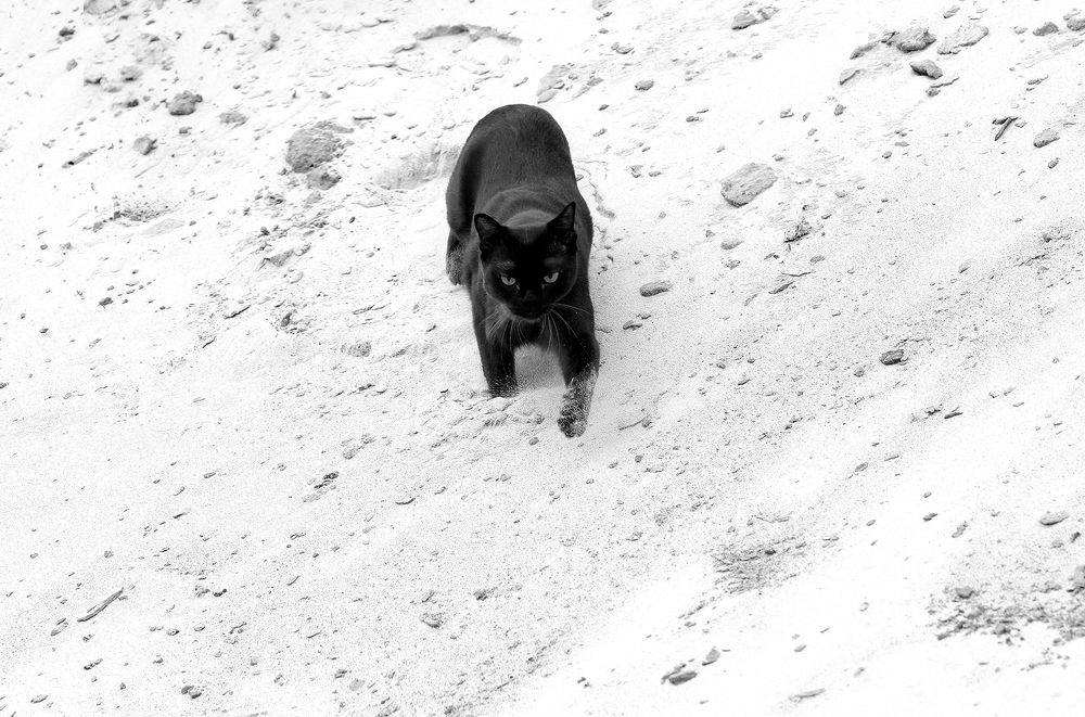 Фотография автора Надежда Лисицына