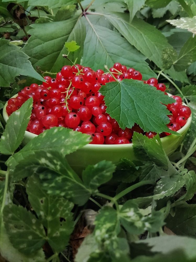 Photograph by Екатерина Чижевская