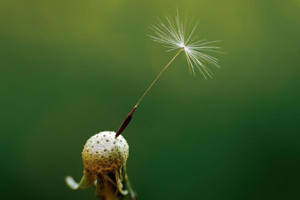 Photograph by Soheil Shahbazi