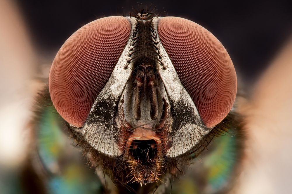 Photograph by Soheil Shahbazi