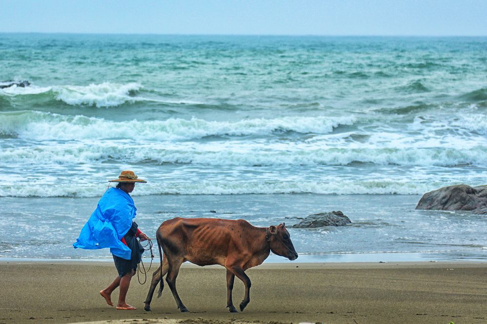 COWHERD BY THE SEA