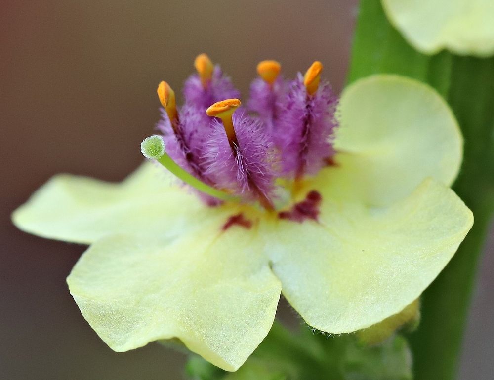 Красота цветка