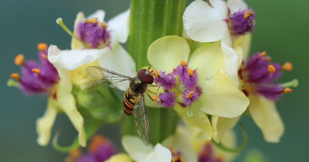 Мармеладка и цветок