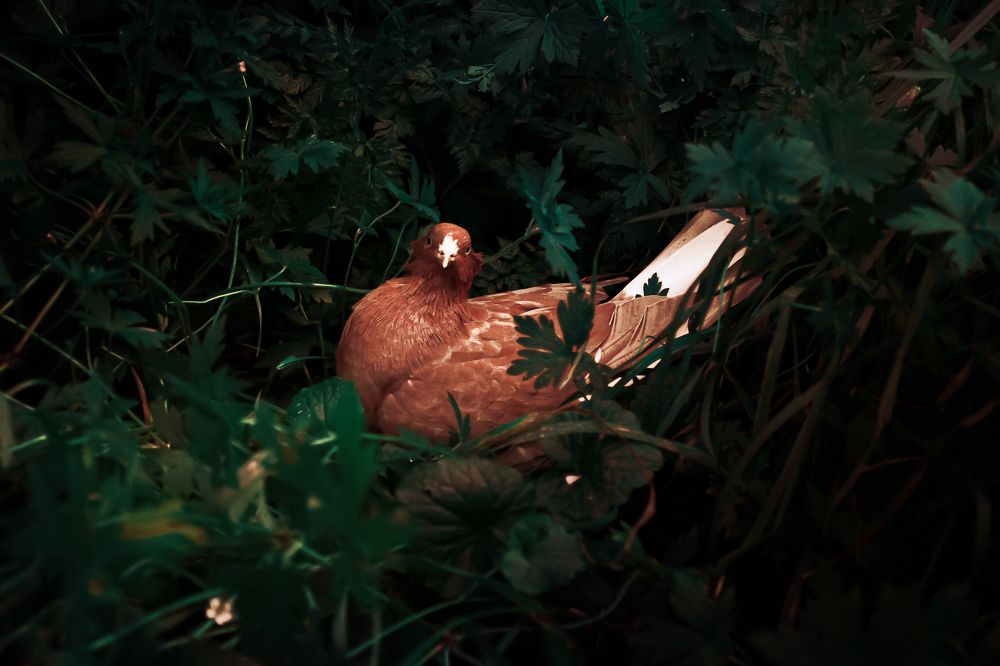 Photograph by Кристина Огранович