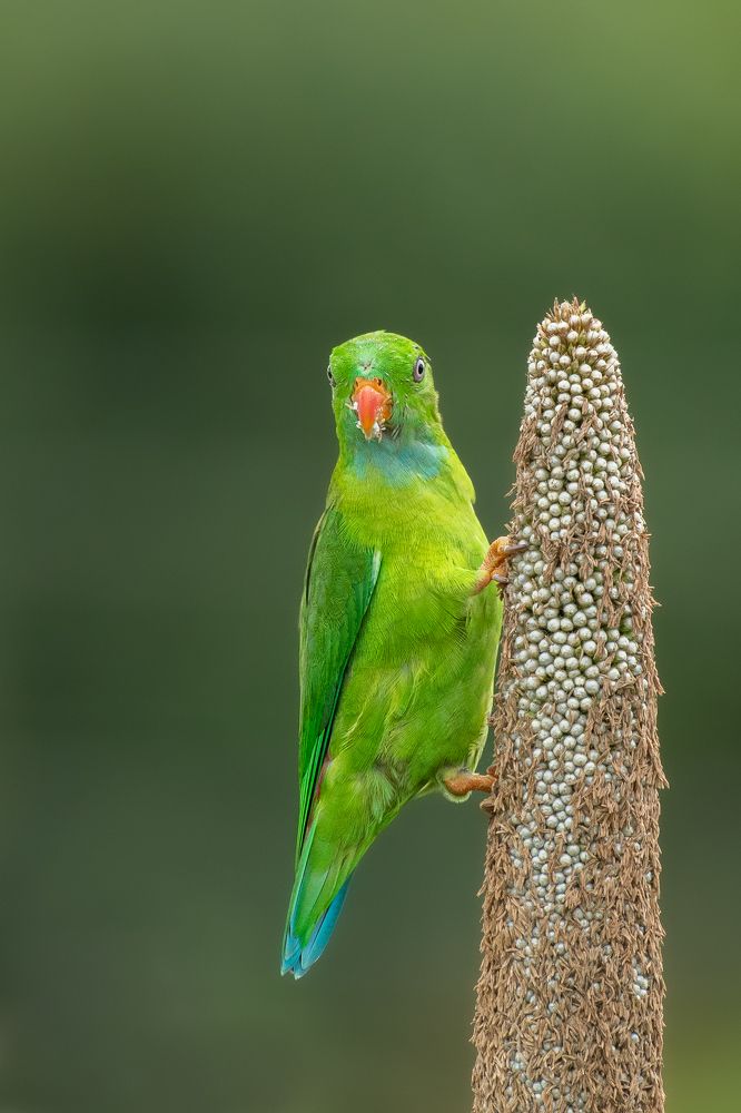 Photograph by Suman Paul