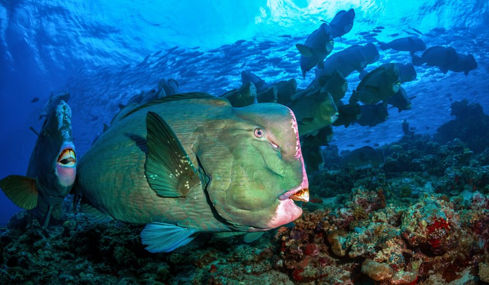 Photograph by Sergey Lisitsyn