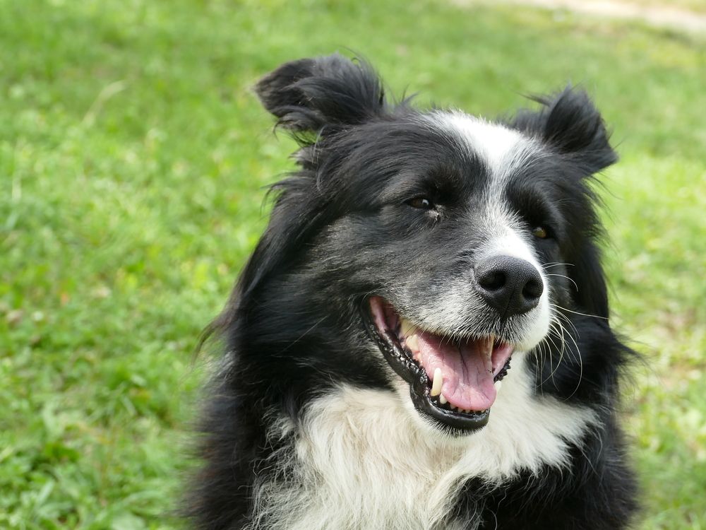 Посмотри на меня! Красивый, добрый и ушастый!