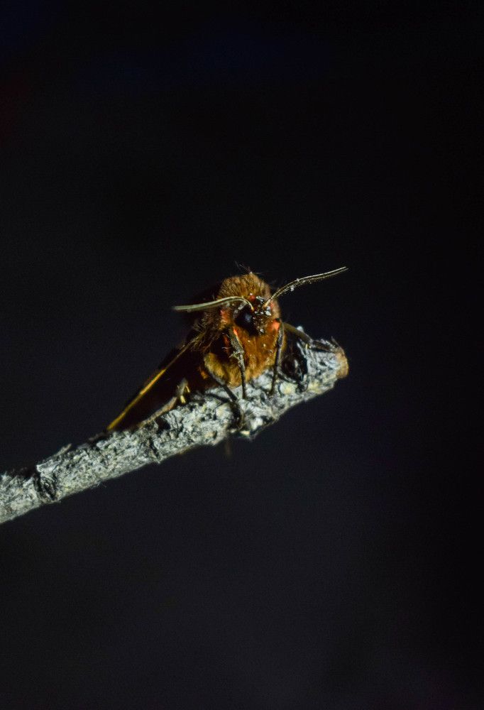 Photograph by Алена Менщикова