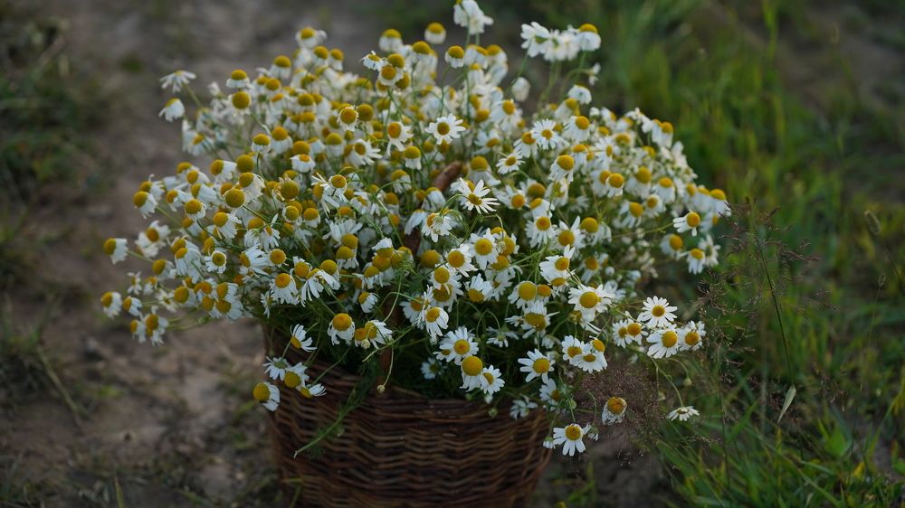 Фотография автора Наталья Чунихина