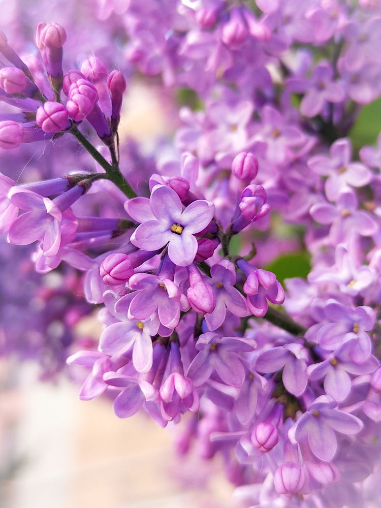 Фотография автора Олеся