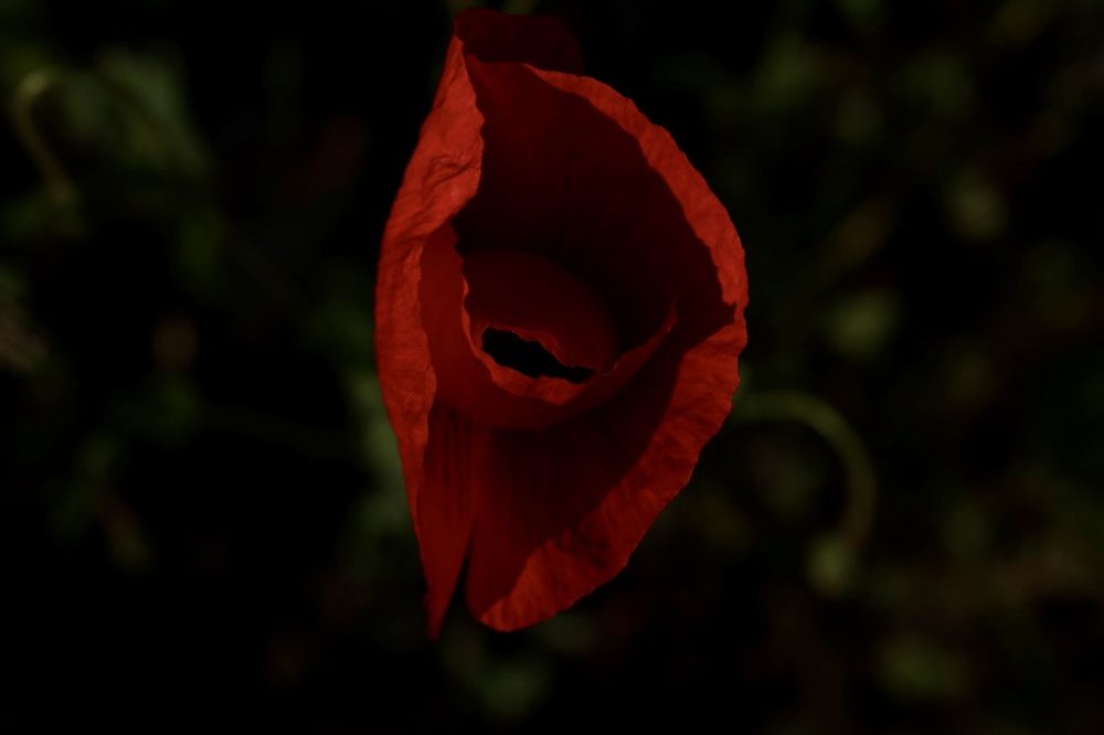 Photograph by Виктория Янушанис