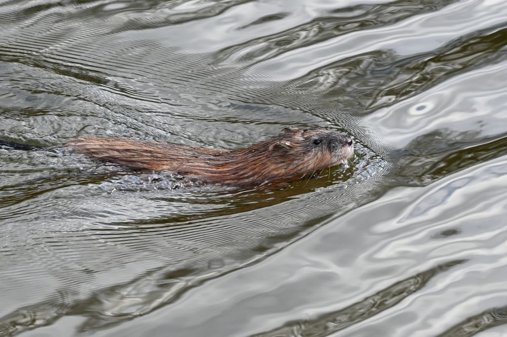 Photograph by Алексей Гордеев