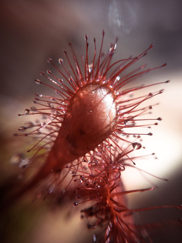 Photograph by Наталья Шумилова