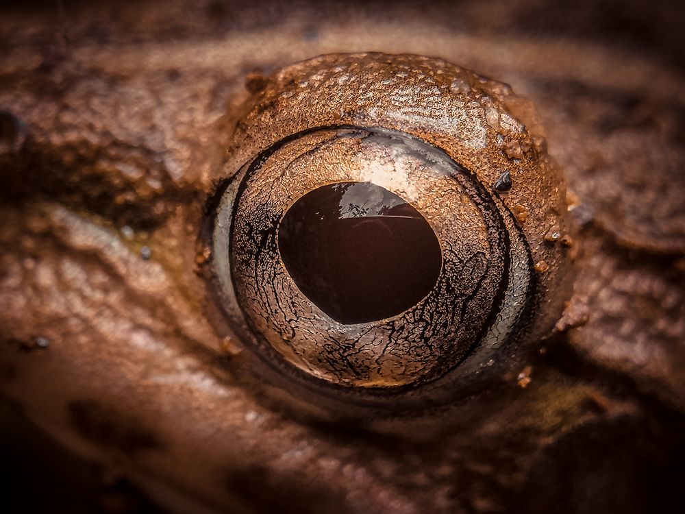 Photograph by Pramo Liyanage