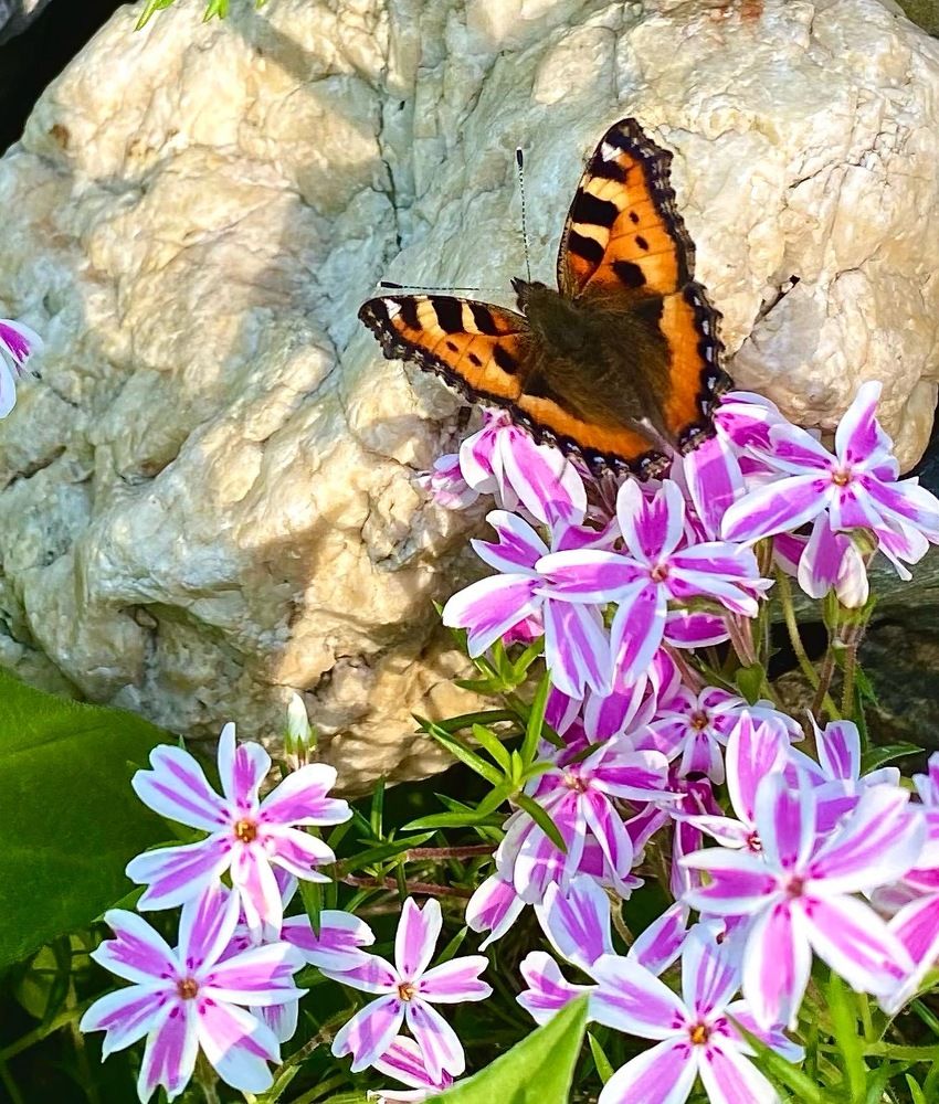 Photograph by Алиса Лукина