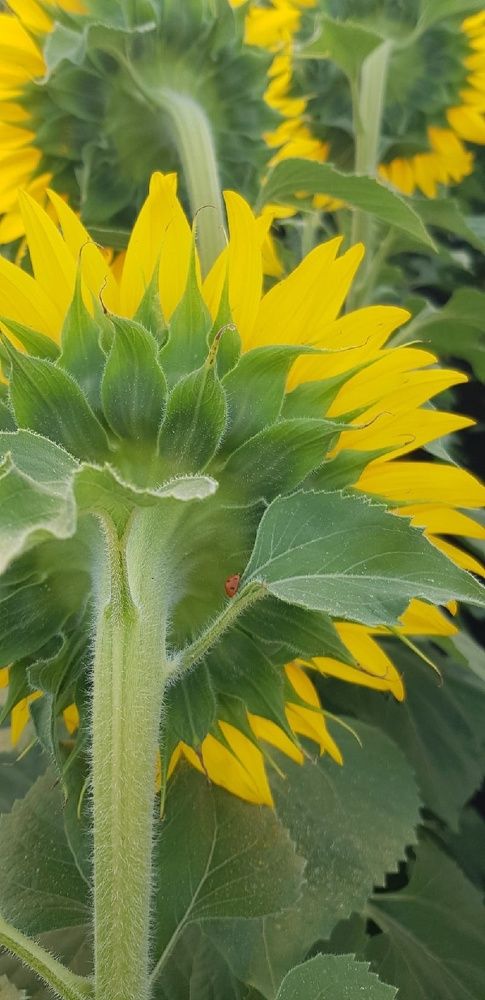 Фотография автора Ольга Мусина