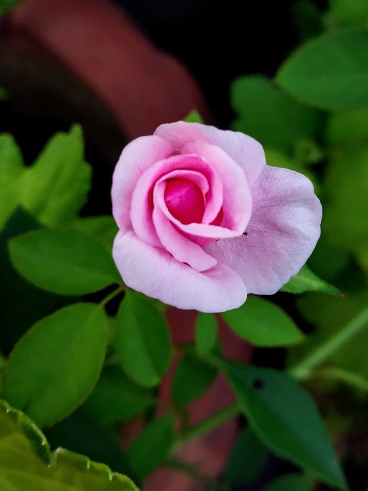 Photograph by PURBALI KAR