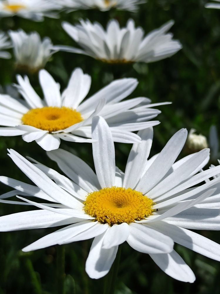 Photograph by Halina Mitsevich