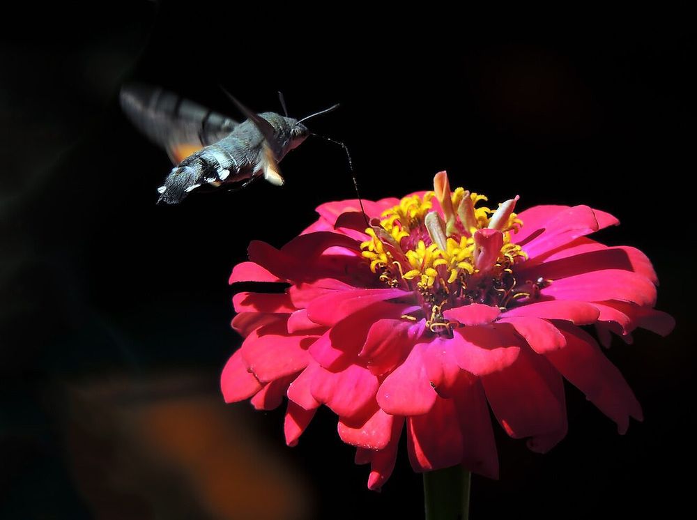 Фотография автора Роман Савоцкий