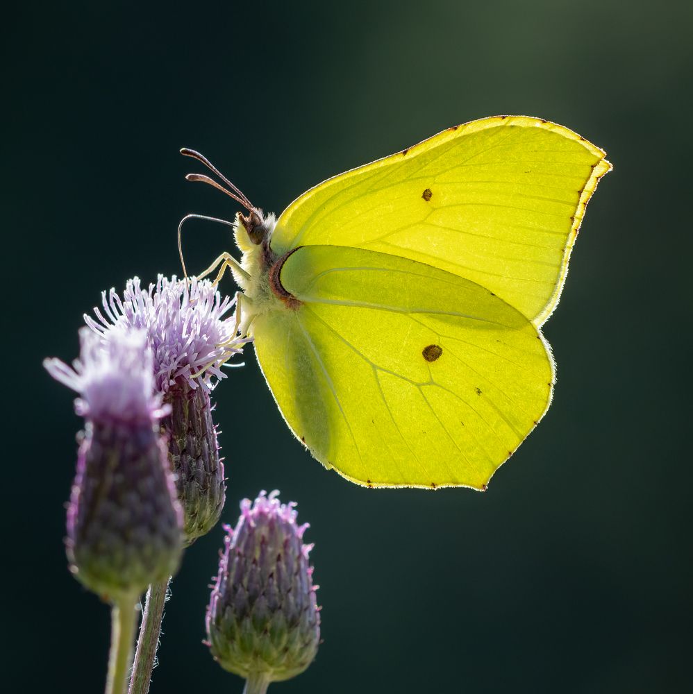Фотография автора Марина Новожилова