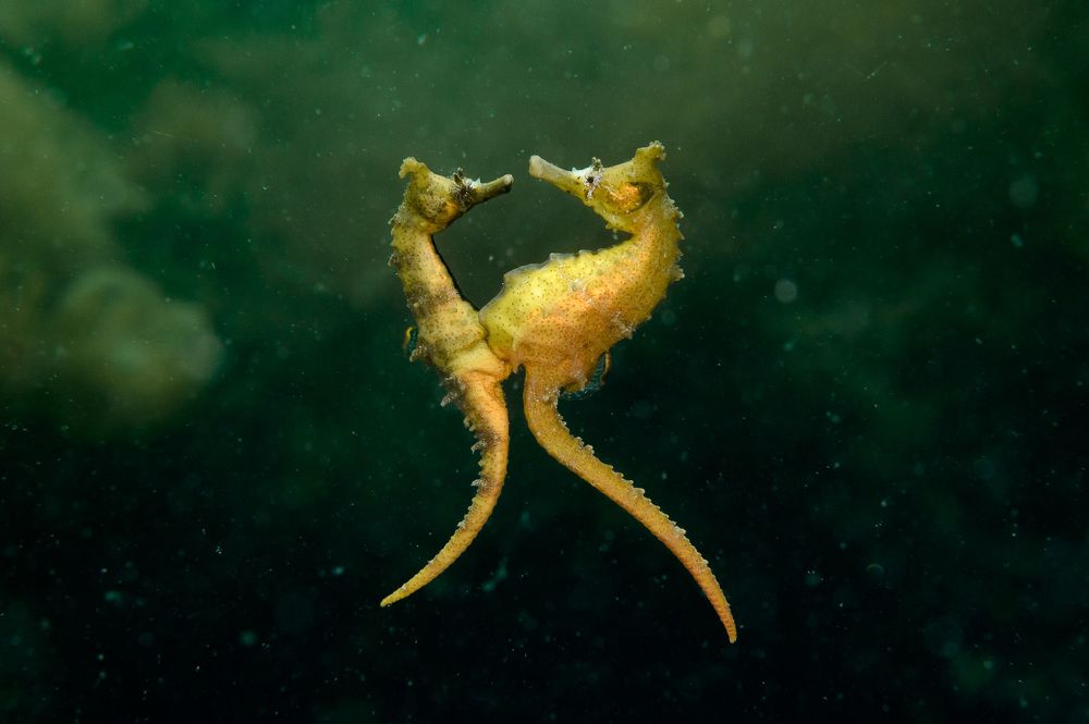 Фотография автора Ichinoseki Sayaka