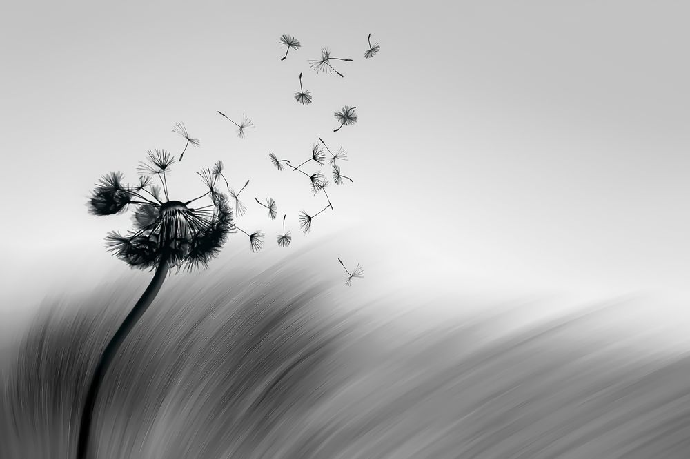 Фотография автора arastoo qadermazi