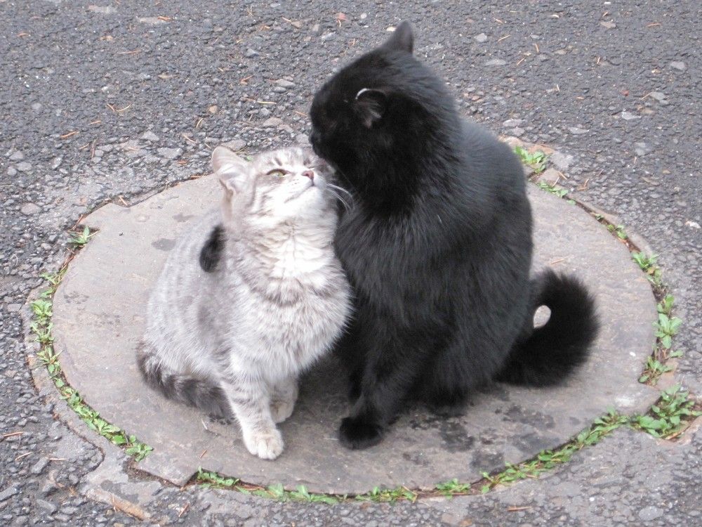 Кошачья любовь