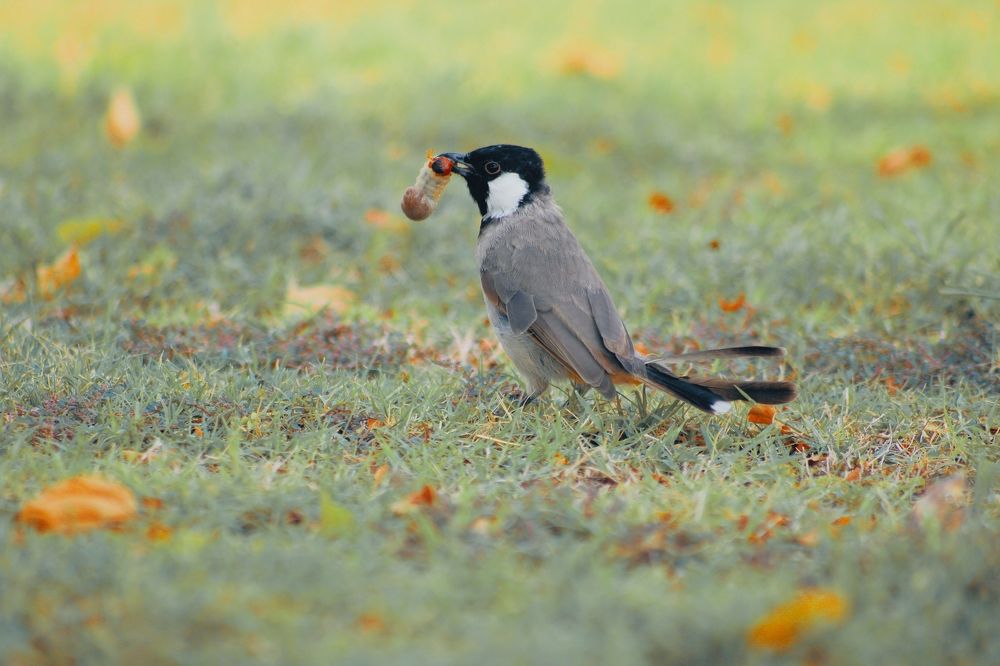 Photograph by Paramantham Thusyananthan