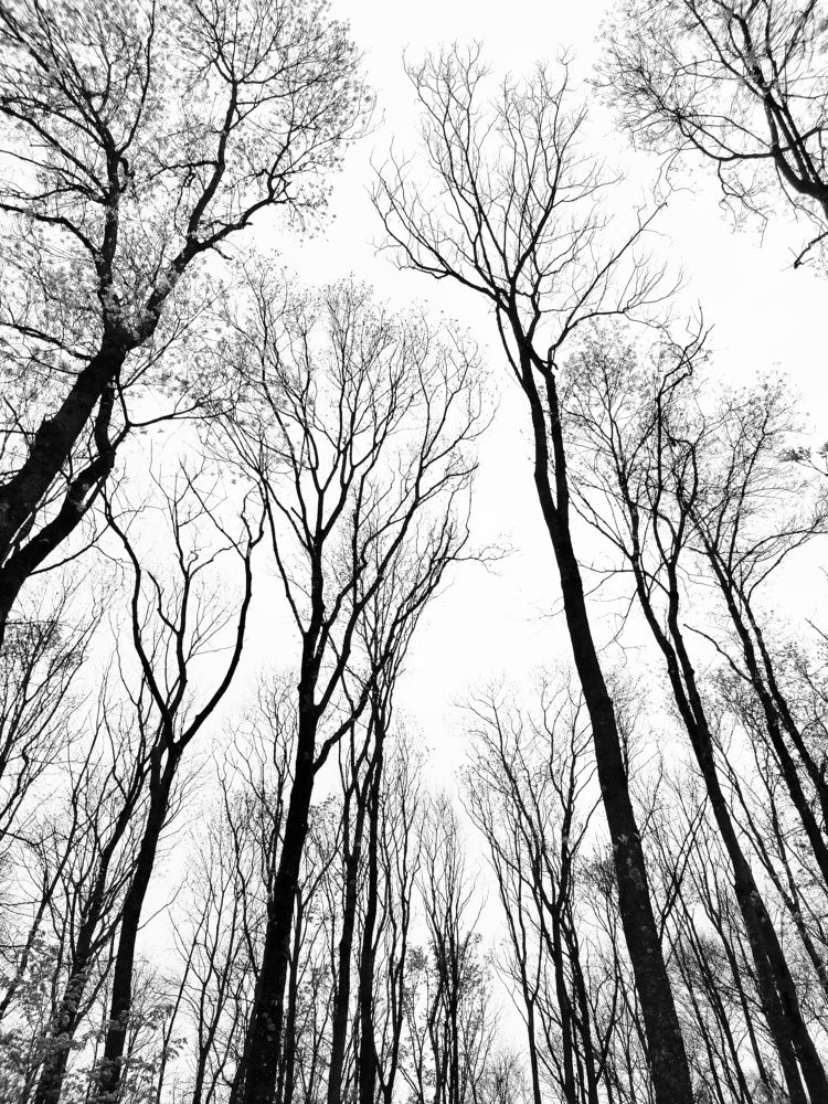 Photo #7900233