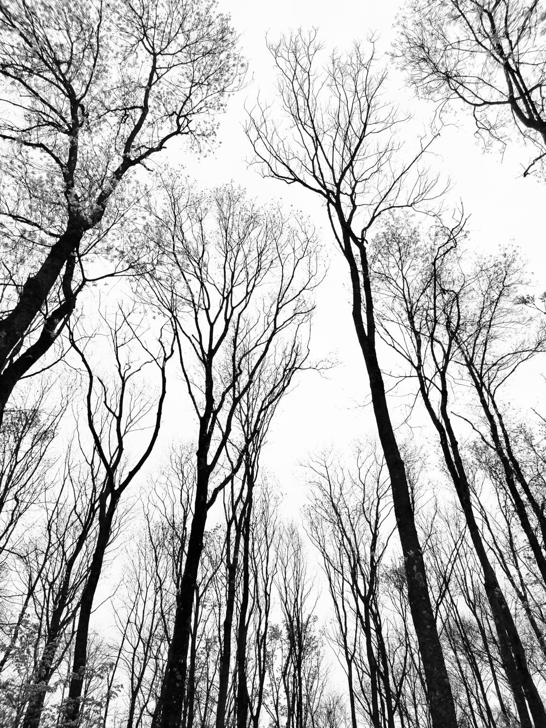 Photo #7900233