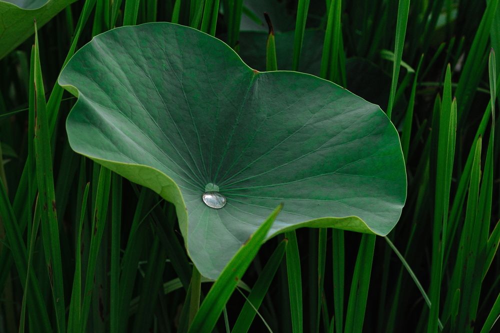 Photograph by Nina Kiseleva