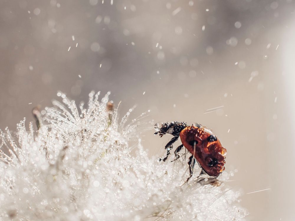 Photograph by Rogozina Olga