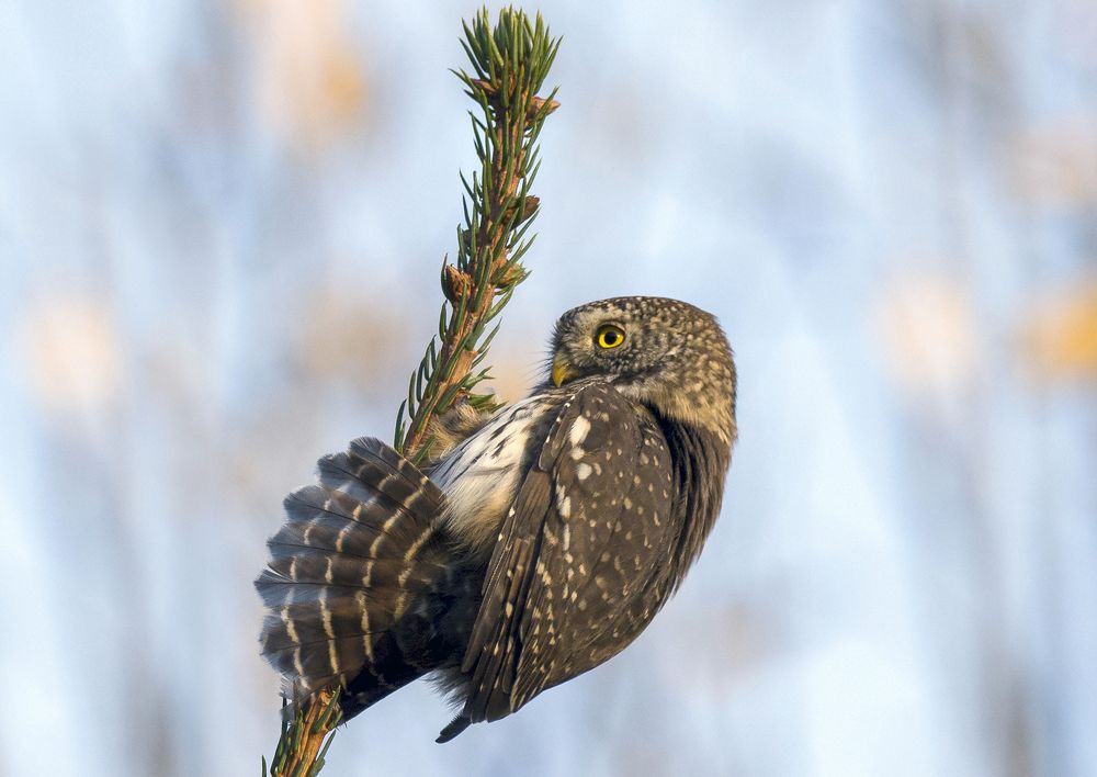 Фотография автора Михаил Ездаков