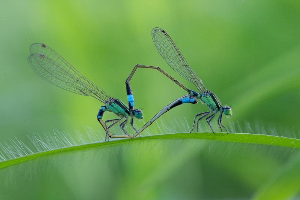 Wonders of nature in a frame to adore!