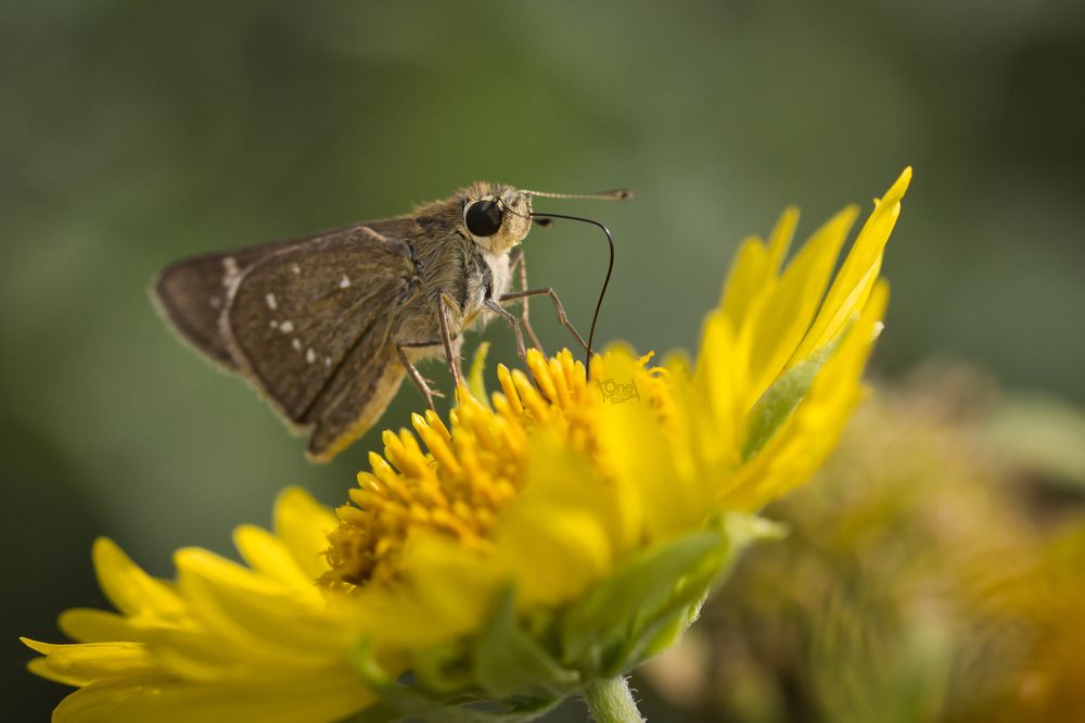 Фотография автора Ashir Kumar