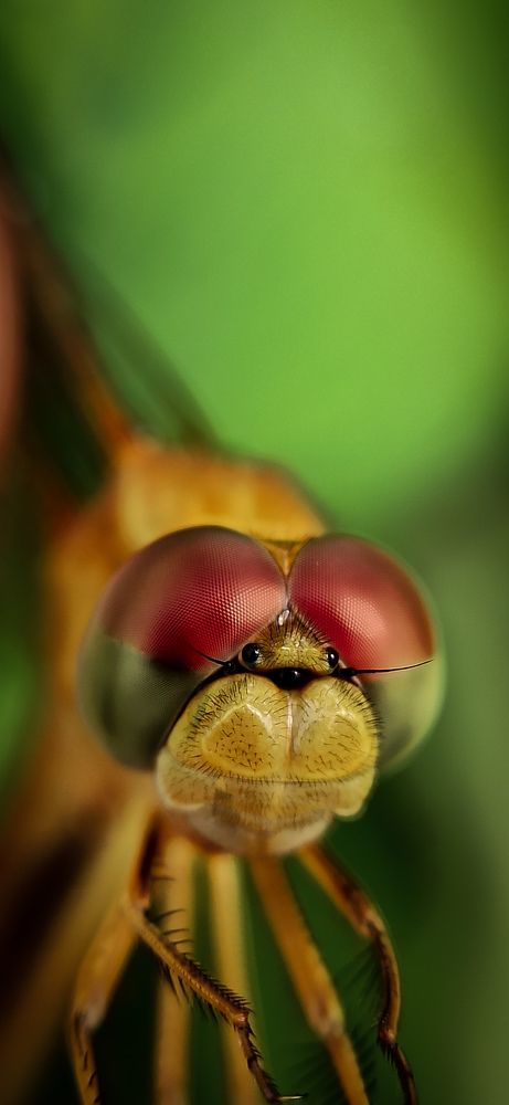 Photograph by Somasekhar Reddy