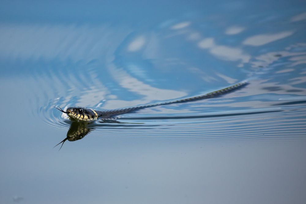 Фотография автора Савельев Алексей