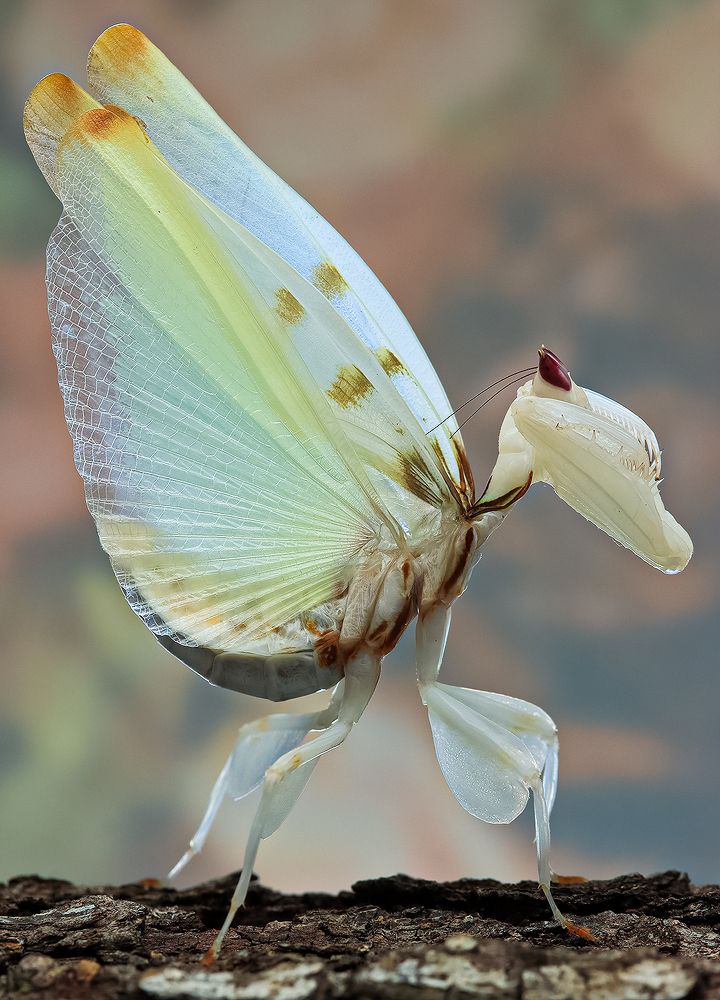 Orchid Mantis - Hymenopus Coronatus