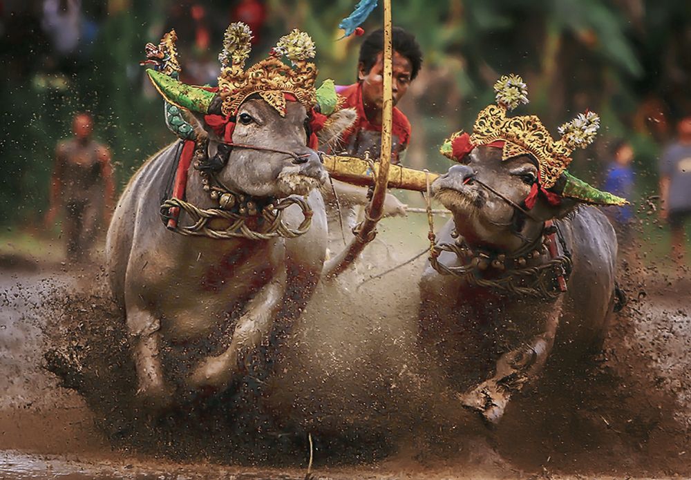 Фотография автора dewa putra