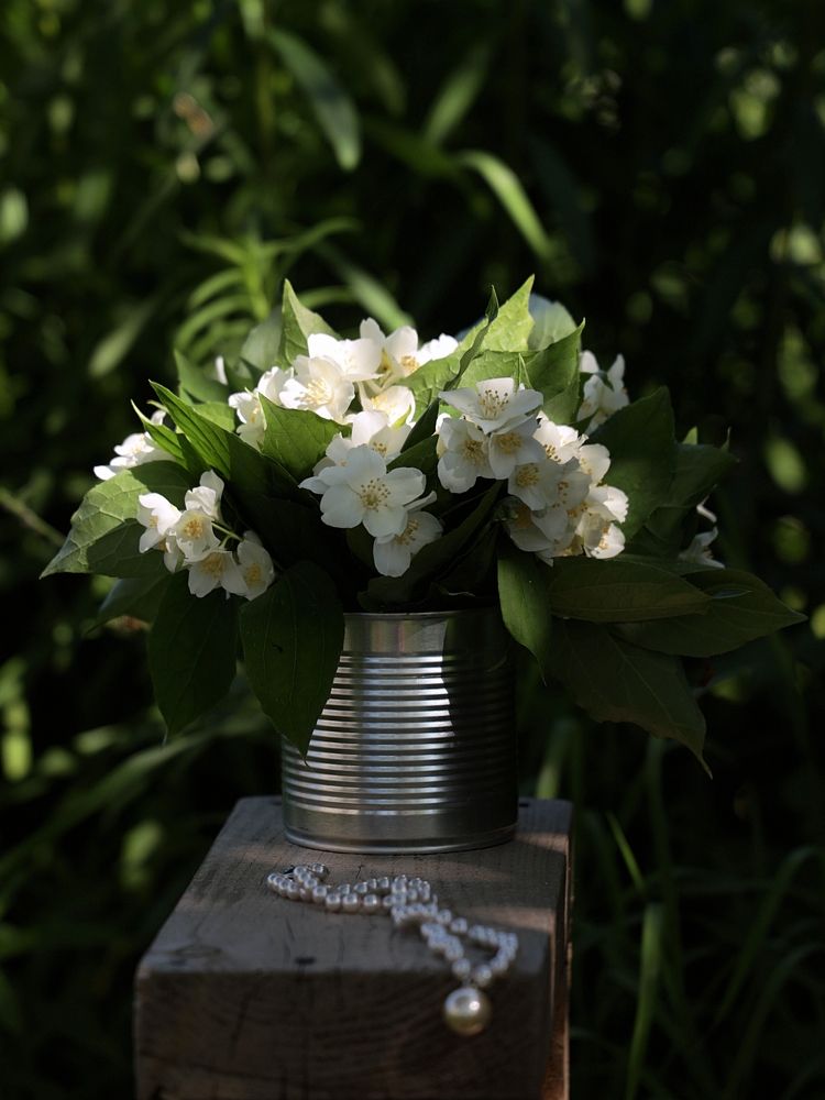 Жемчужный чубушник (pearl chobushnik)