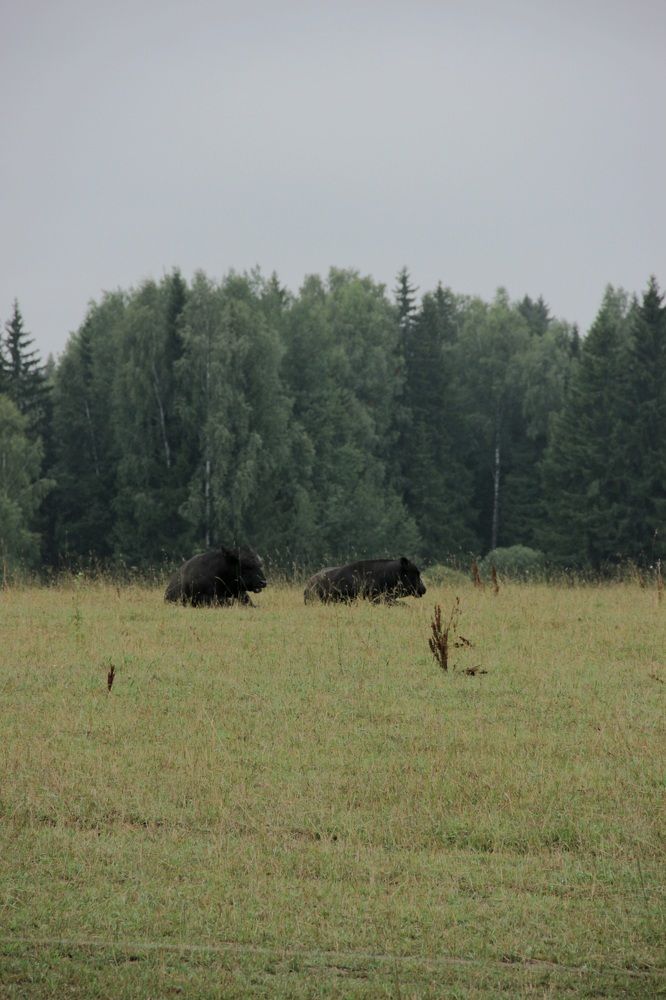 Photograph by Зоя Кулько