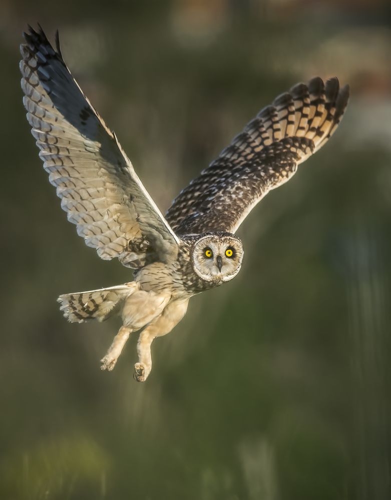 Photograph by André Inidio